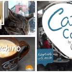 cat cafe, purina ONE, cat, adoption, cat capuccino