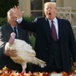 presidential turkey pardon