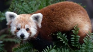 Image: The National Zoo Image: The National Zoo