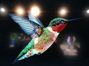 GOOGLE HUMMINGBIRD