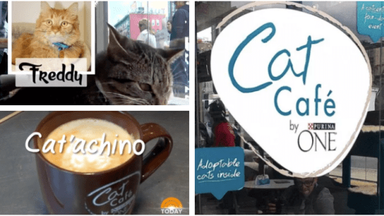 cat cafe, purina ONE, cat, adoption, cat capuccino