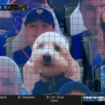 Dog fan cutout at Mets game