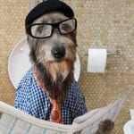dog reading newspaper on the toilet, funny