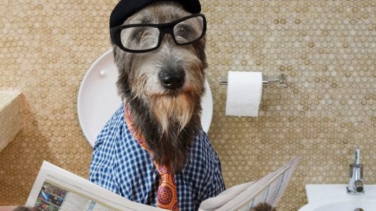 dog reading newspaper on the toilet, funny