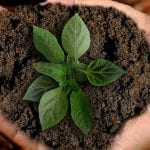 hands hold plant in soil