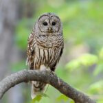 owl on a branch