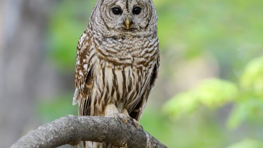 owl on a branch