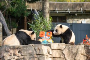 Pandaversary: 50 Years of Giant Panda Care and Conservation