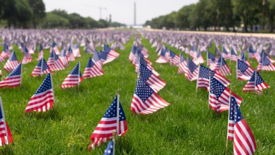 American flags on grass. United States flag in park.