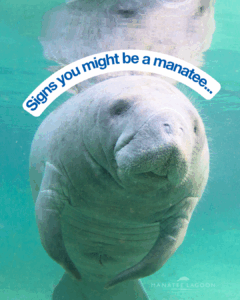 Sustaining Stories: Manatee Lagoon by FPL’s Evergreen Strategy for Conservation Education