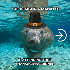 Gentle Giants, Big Impact: How FPL’s Manatee Lagoon Uses AI to Drive Creative, Shareable Manatee Content