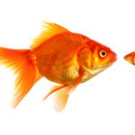 large and small goldfish showing different competition or friendship concept