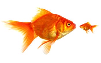 large and small goldfish showing different competition or friendship concept