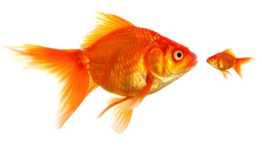 large and small goldfish showing different competition or friendship concept