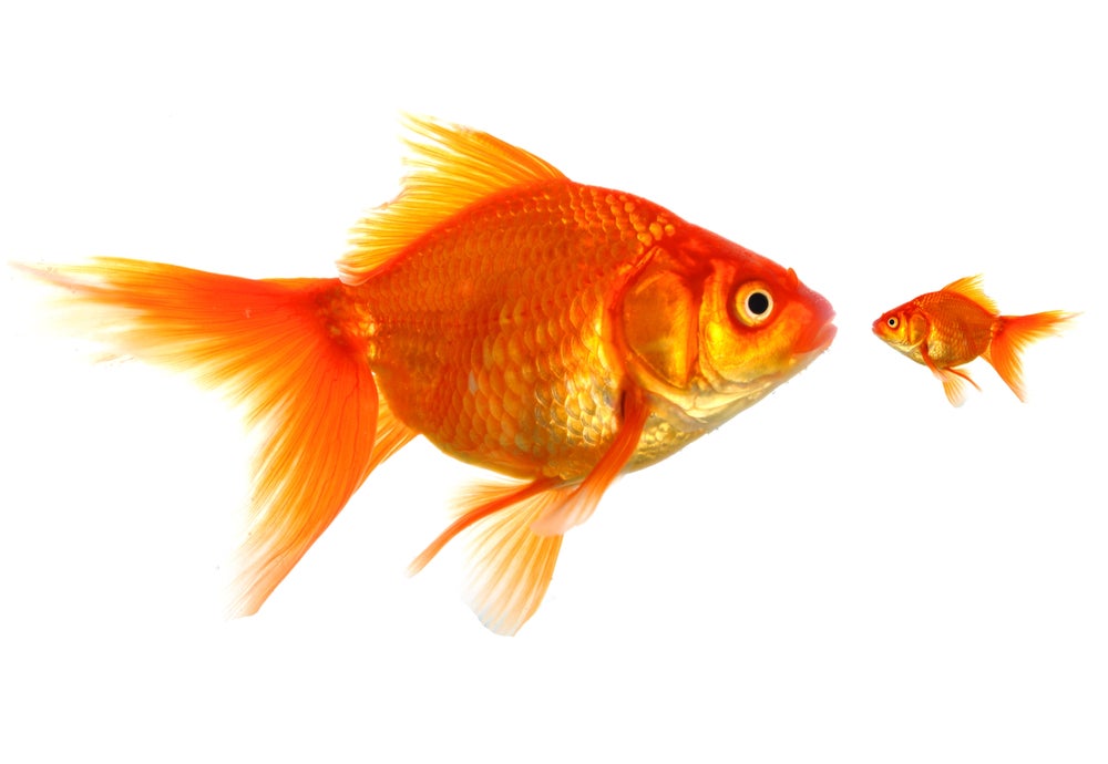 Old School Is the New School: How Independent PR Is Outrunning the Holding Company ModelNEWS