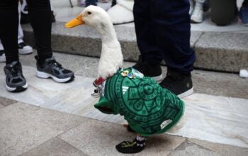 The family of Duck Merlin received a ticket to the round of 16 of the 2026 World Cup outside the Palace of Fine Arts in Mexico City.