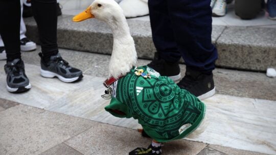 The family of Duck Merlin received a ticket to the round of 16 of the 2026 World Cup outside the Palace of Fine Arts in Mexico City.